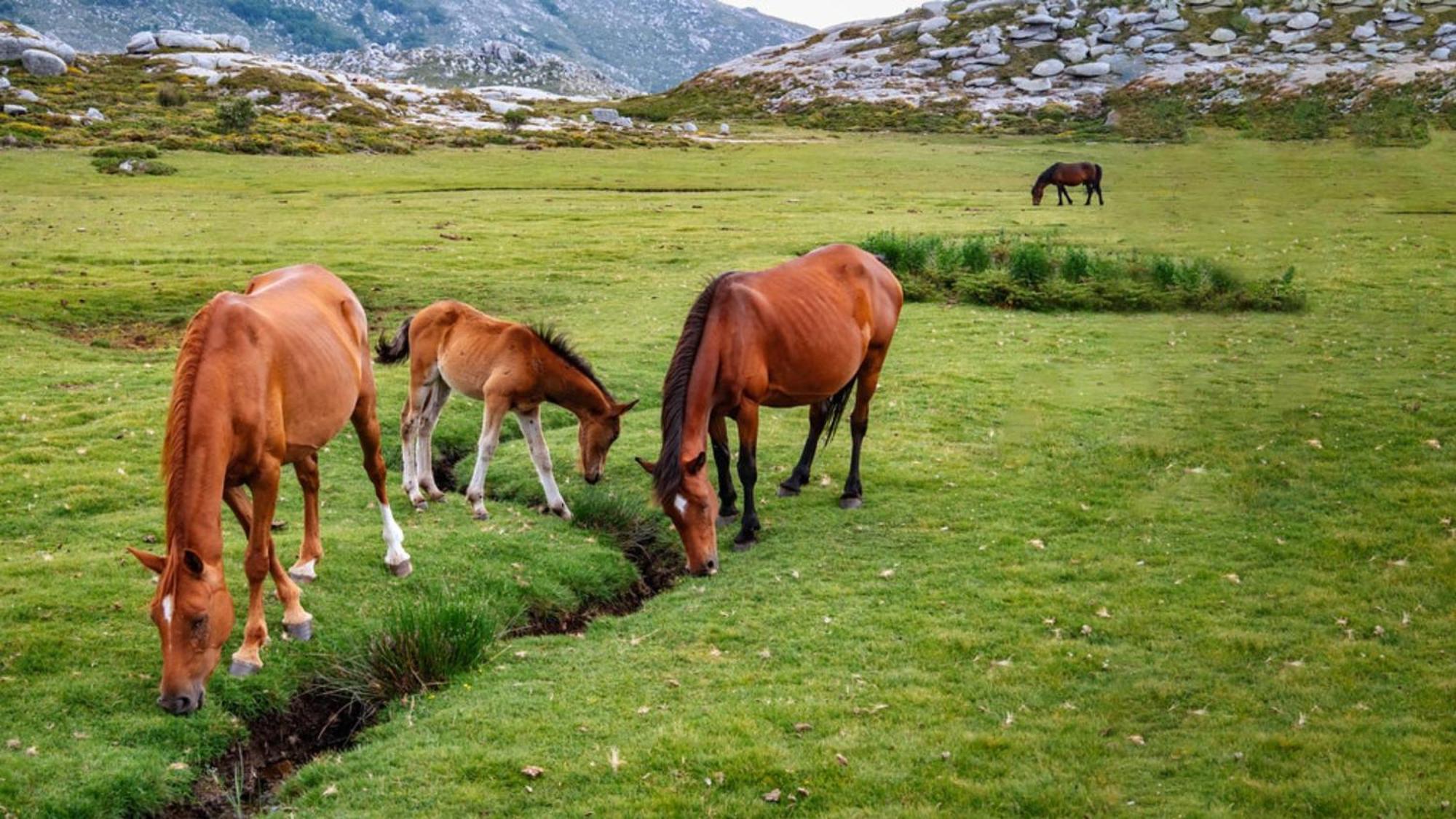 Domaine Le Mouflon D'Or Hotel Zonza Luaran gambar