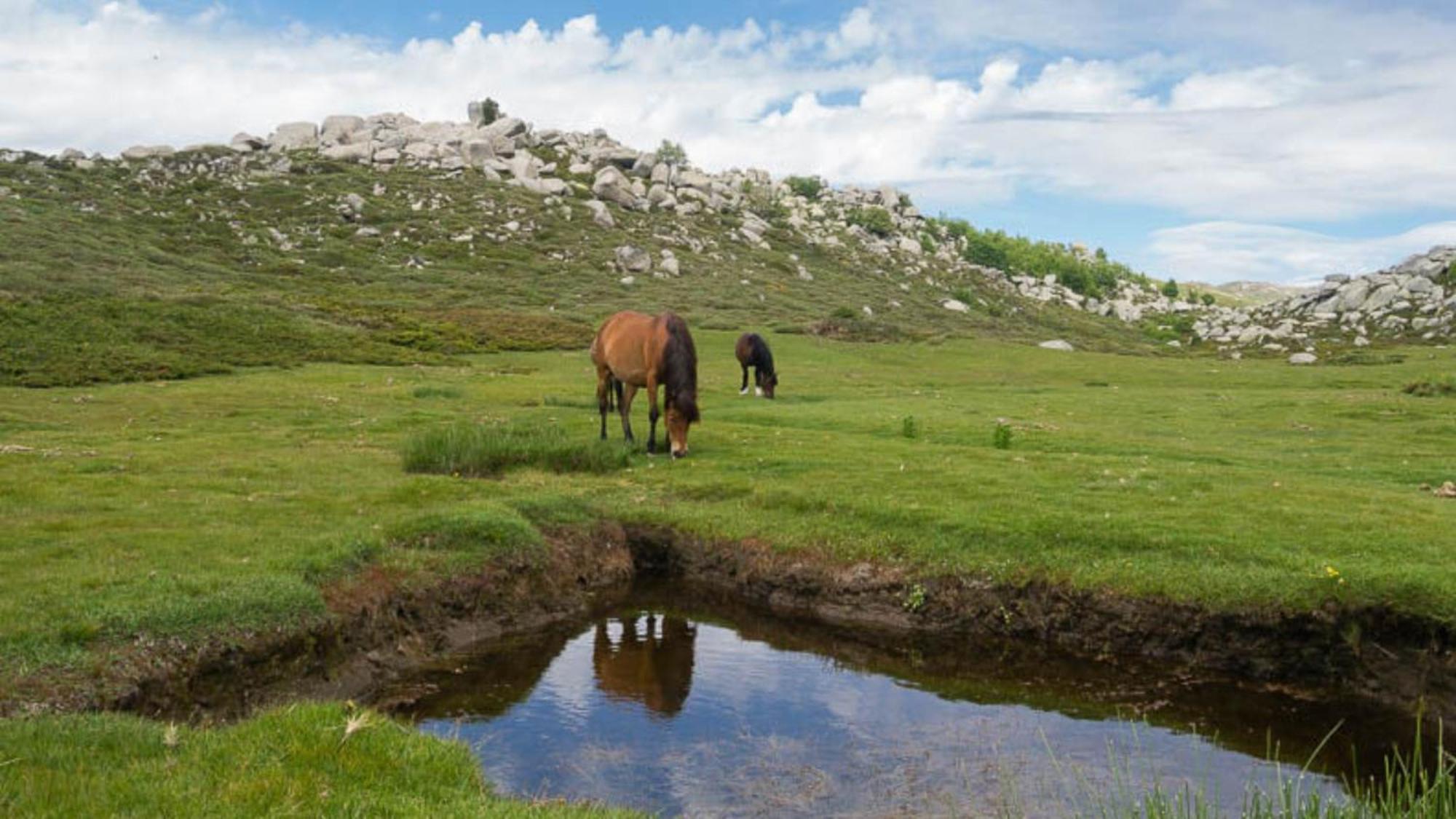 Domaine Le Mouflon D'Or Hotel Zonza Luaran gambar